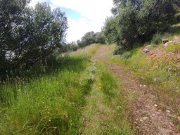 Flora del Cerro Masatrigo